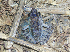 Phrynobatrachus acridoides