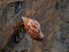 Peristernia reincarnata