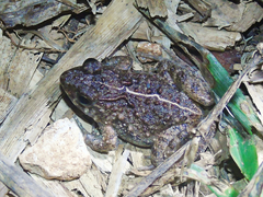 Phrynobatrachus acridoides