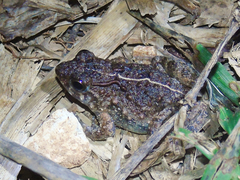 Phrynobatrachus acridoides