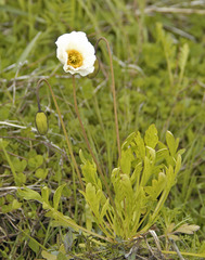 Papaver croceum