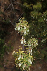 Leptecophylla divaricata