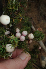 Leptecophylla divaricata