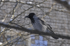 Corvus cornix