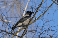 Corvus cornix