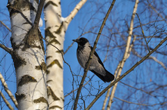 Corvus cornix