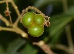 Sapindus laurifolius