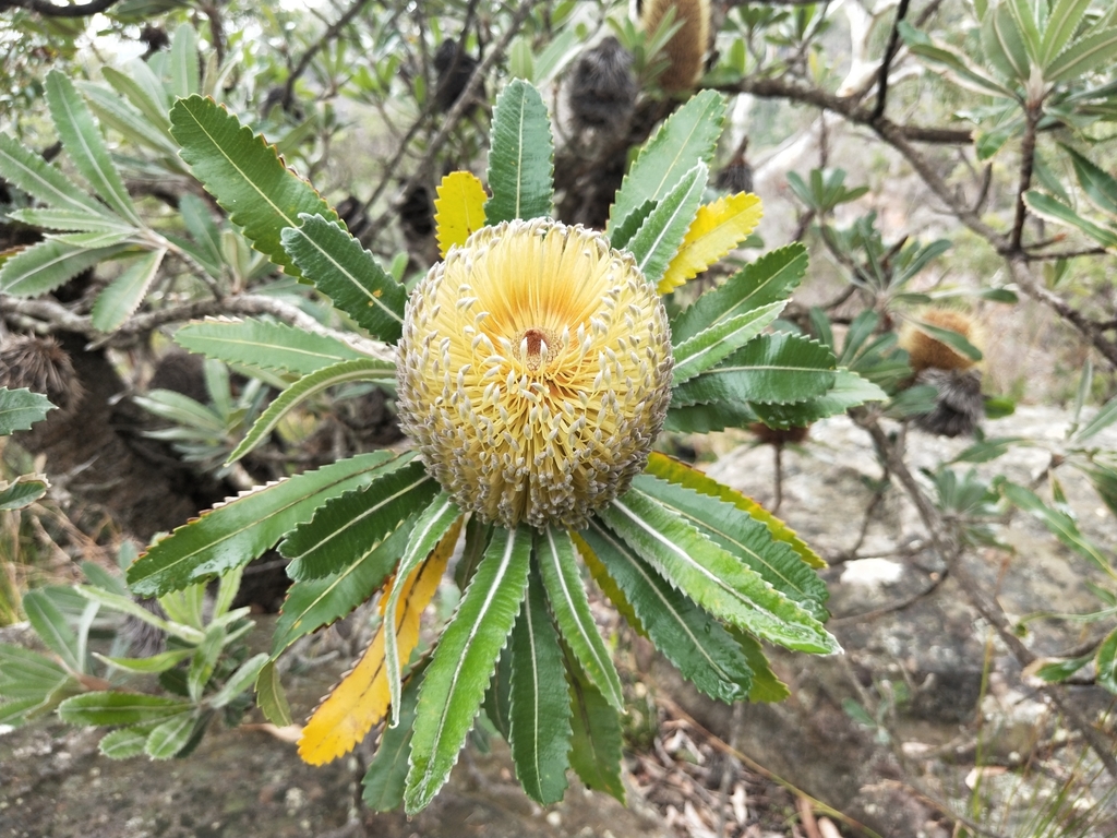 Banksia