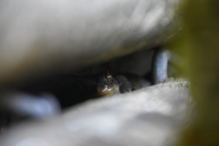 Hoplodactylus duvaucelii