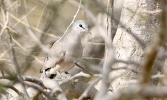 Turtur abyssinicus