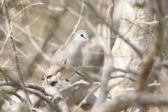 Turtur abyssinicus