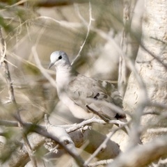 Turtur abyssinicus