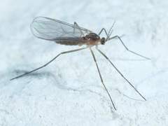 Lestremiinae