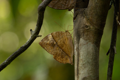 Zeuxidia amethystus amethystus