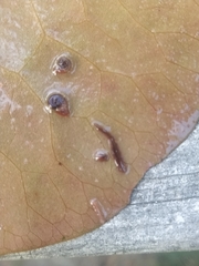 Continenticola
