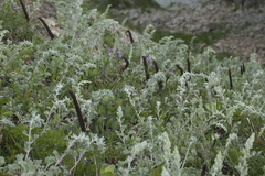 Artemisia pannosa