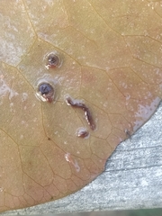 Continenticola