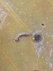 Continenticola