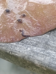 Continenticola