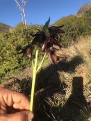 Fritillaria biflora biflora