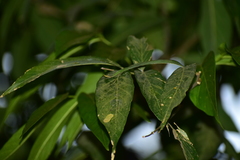 Sapindus laurifolius