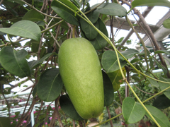 Stephanotis floribunda