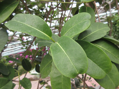 Stephanotis floribunda