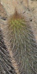 Haageocereus pseudoversicolor