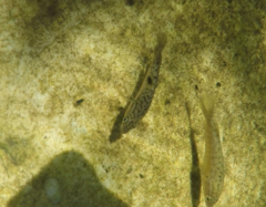 Sandelia capensis
