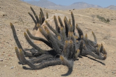 Haageocereus pseudoversicolor