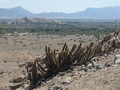Haageocereus pseudoversicolor