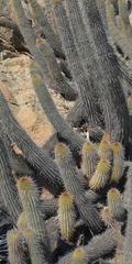 Haageocereus pseudoversicolor