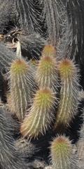 Haageocereus pseudoversicolor