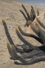 Haageocereus pseudoversicolor