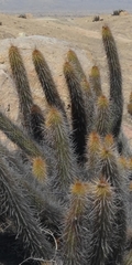 Haageocereus pseudoversicolor