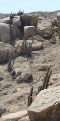 Haageocereus pseudoversicolor