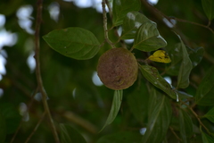 Hydnocarpus pentandrus