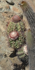 Melocactus peruvianus