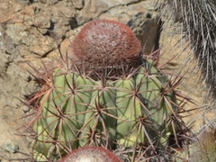 Melocactus peruvianus