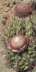 Melocactus peruvianus