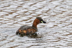 Tachybaptus ruficollis