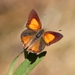 Eltham Copper Butterfly - Photo (c) Garry French, some rights reserved (CC BY-NC), uploaded by Garry French