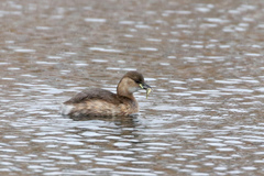 Tachybaptus ruficollis