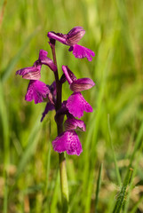 Anacamptis morio morio