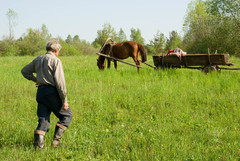 Anacamptis morio morio