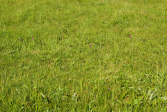 Anacamptis morio morio