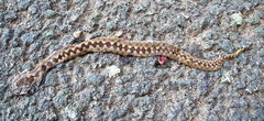 Vipera ammodytes