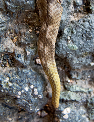 Vipera ammodytes
