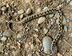 Vipera ammodytes