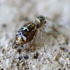 Cosmophasis baehrae